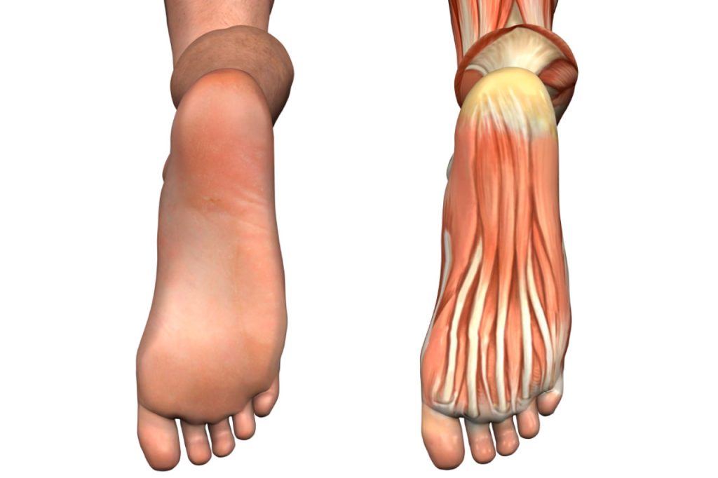Qué músculos hay en el pie